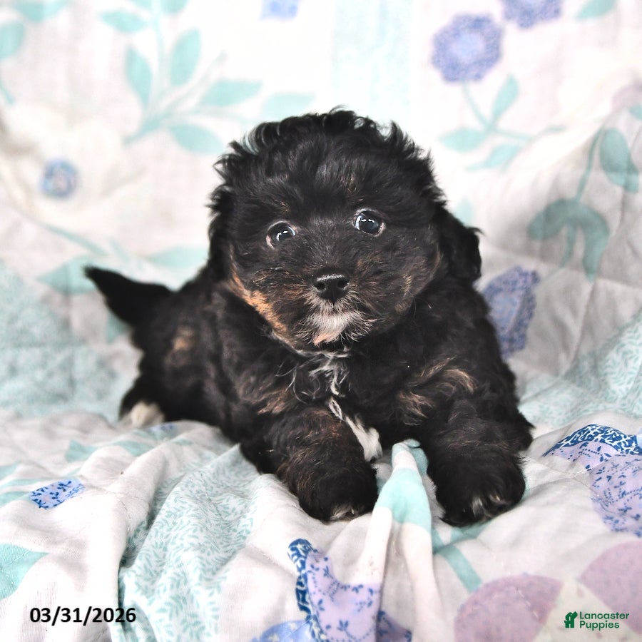 Mini Aussiedoodle dogs Maggie - Ad 1