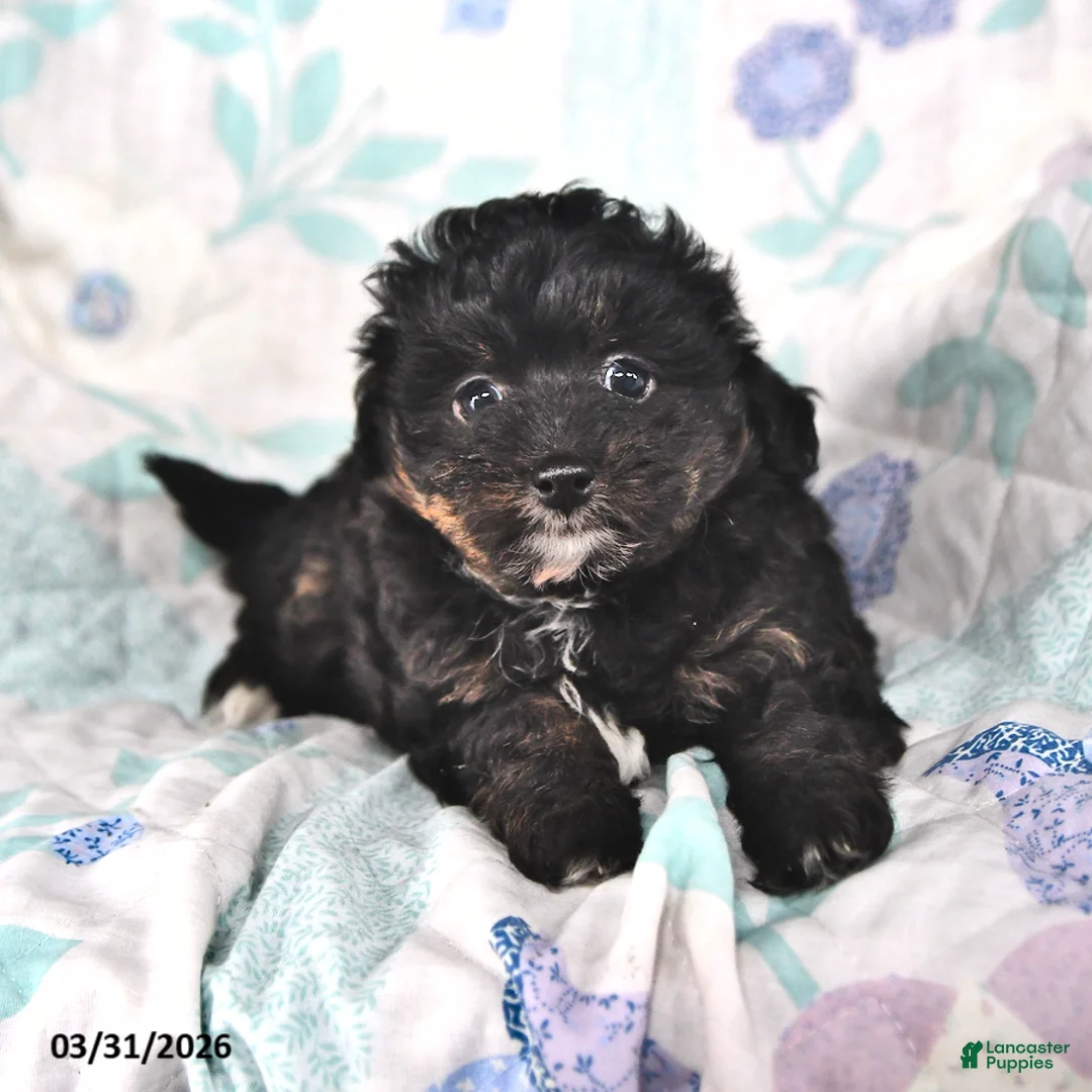 Mini Aussiedoodle dogs for sale: Maggie - Ad 1