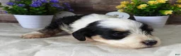 Mini Bernedoodle dogs for sale: #2 Female (Splash's) - Ad 3