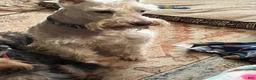 Miniature Schnauzer dogs for sale: Jojo - Ad 17