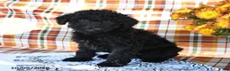 Mini Goldendoodle dogs for sale: Allie - Ad 3