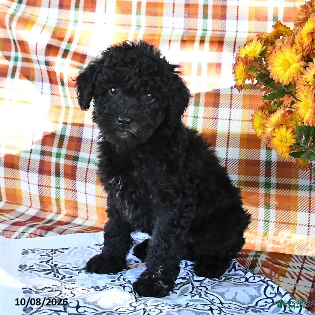 Mini Goldendoodle dogs for sale: Allie - Ad 3