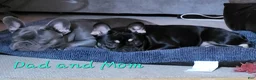 French Bulldog dogs for sale: French Bulldog Puppy 1 - Ad 5