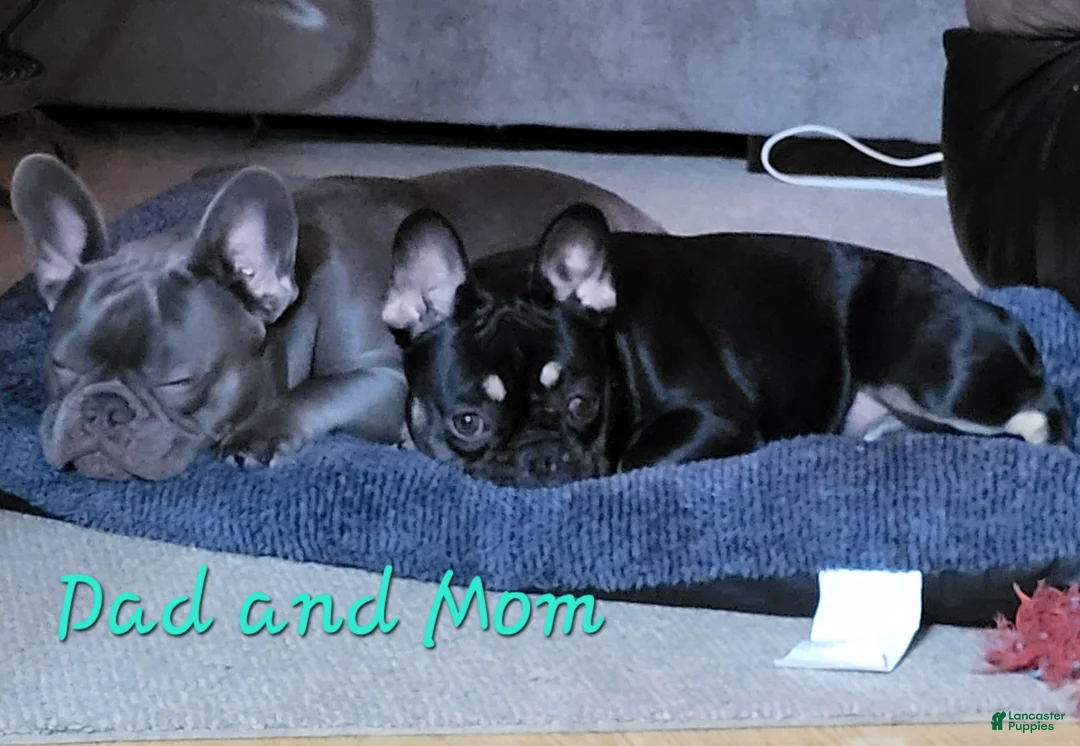 French Bulldog dogs for sale: French Bulldog Puppy 1 - Ad 5