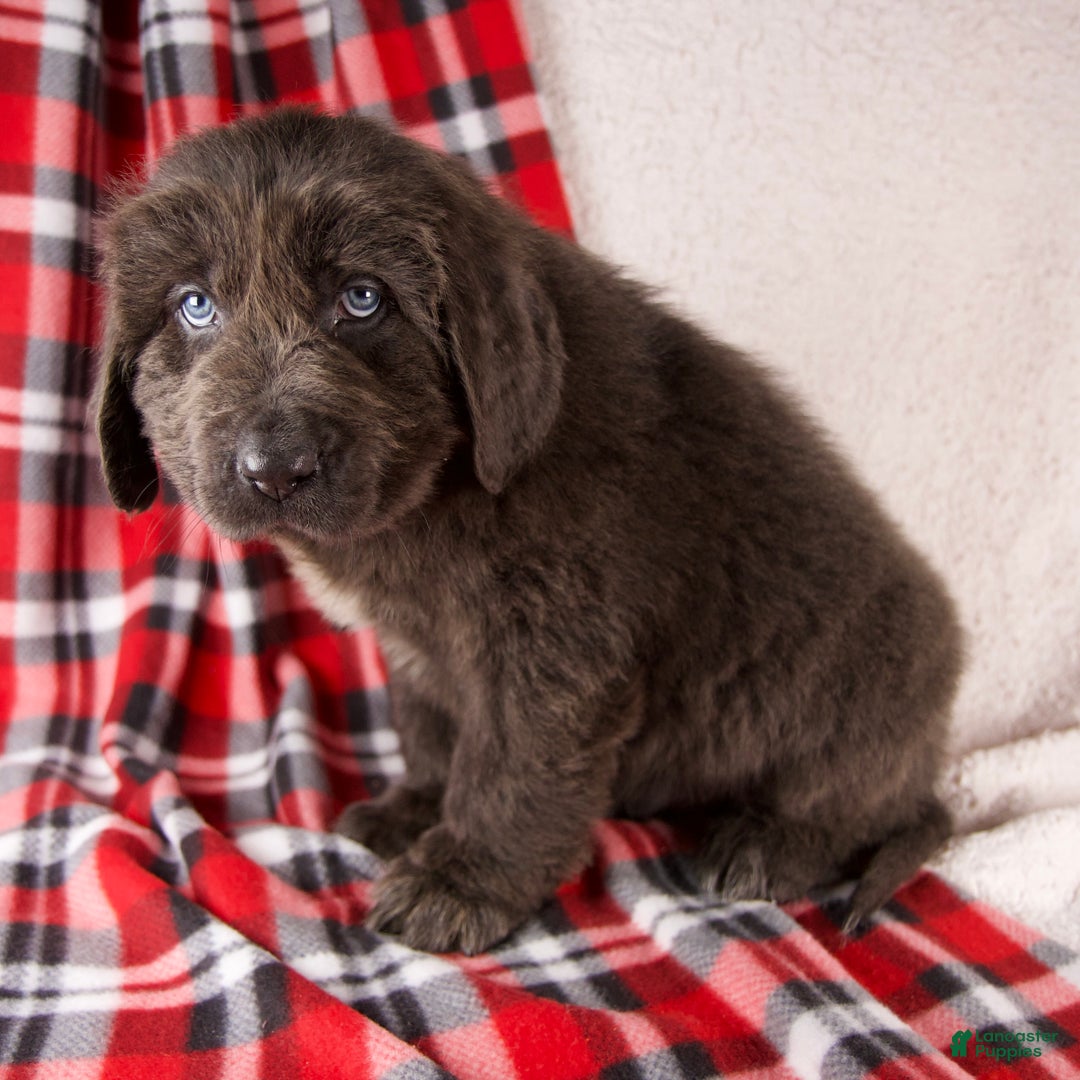 Newfoundland dogs for sale: Harley - Ad 2