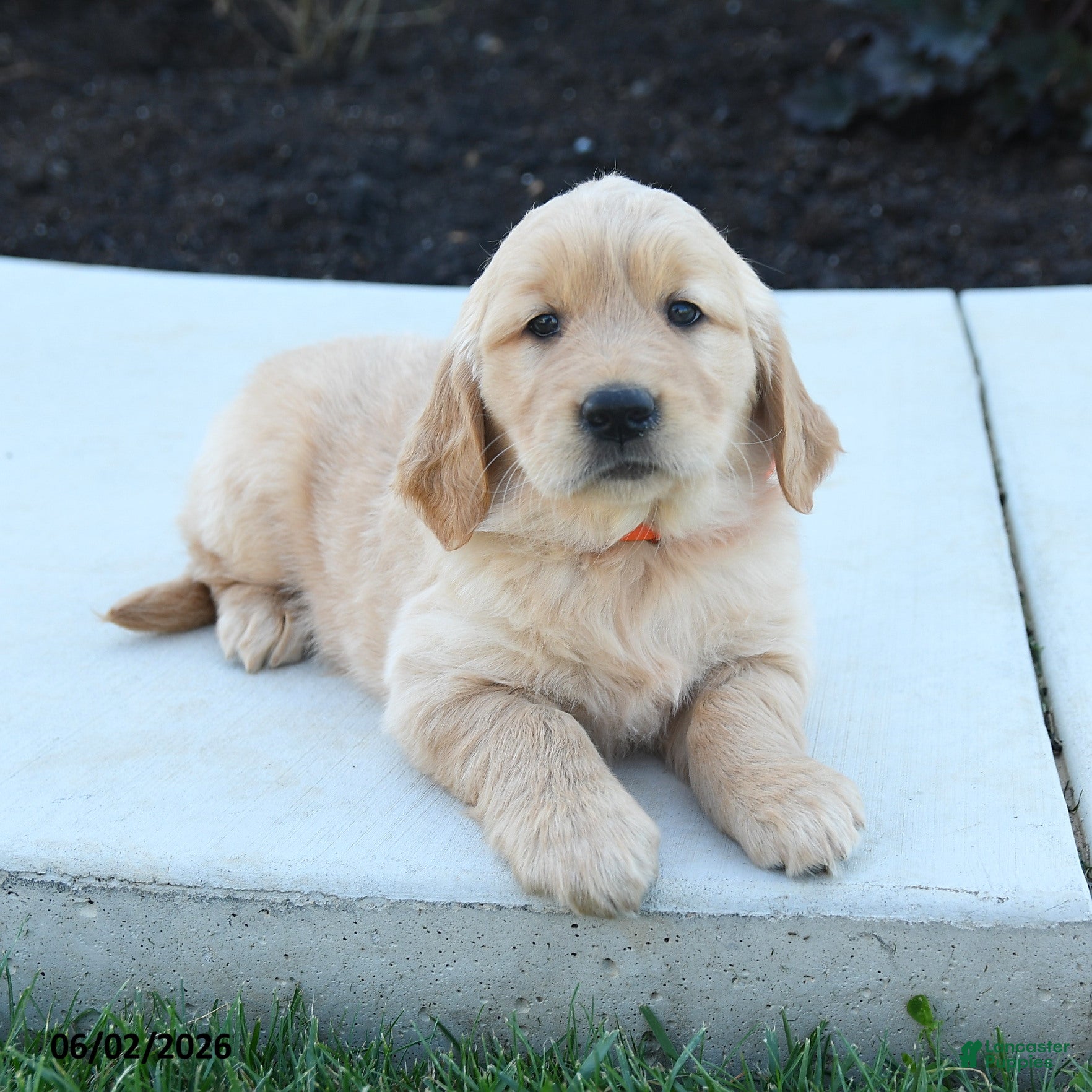 Golden Retriever dogs for sale: Wendy - Ad 3