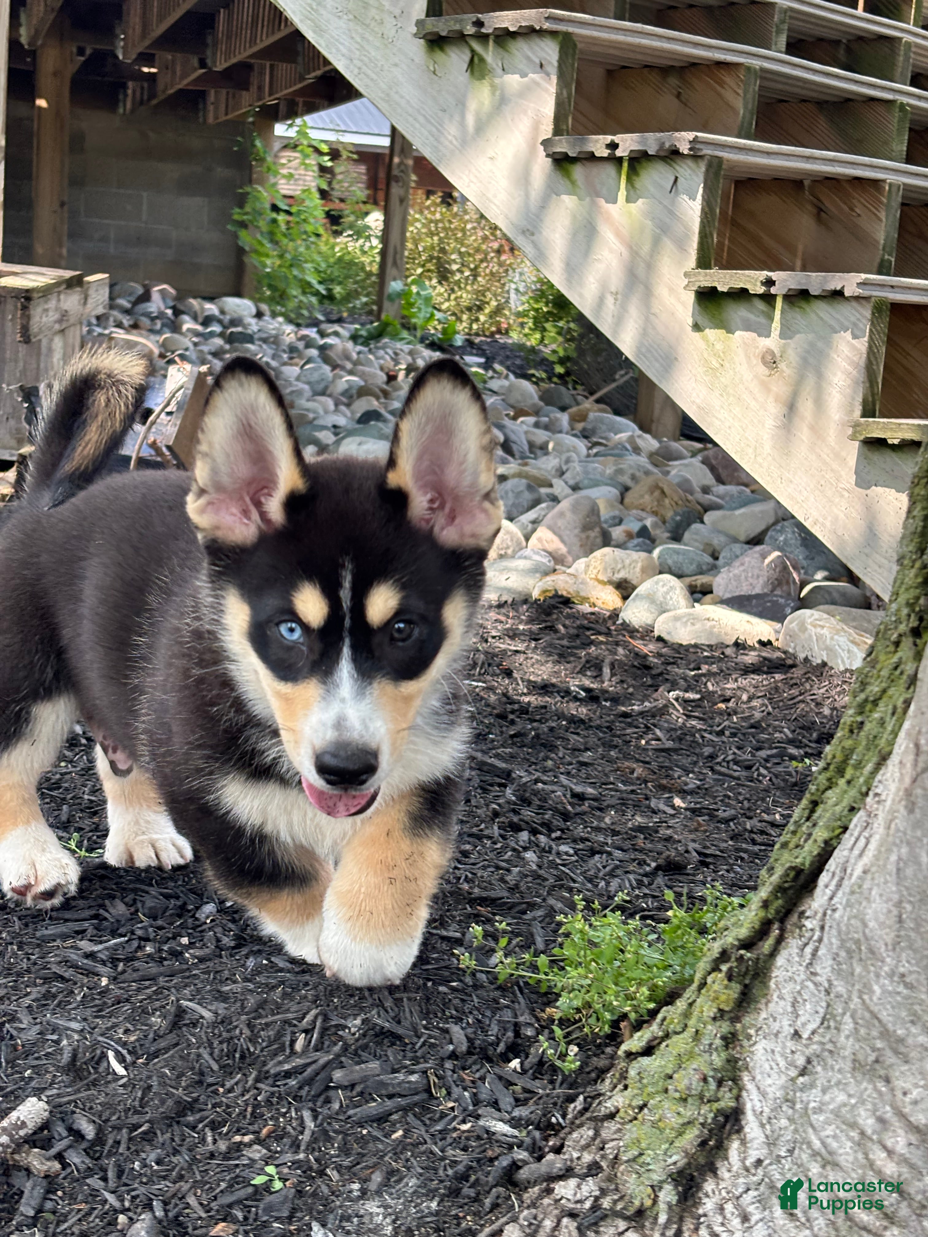 Mixed Breed dogs Richard - Ad 1
