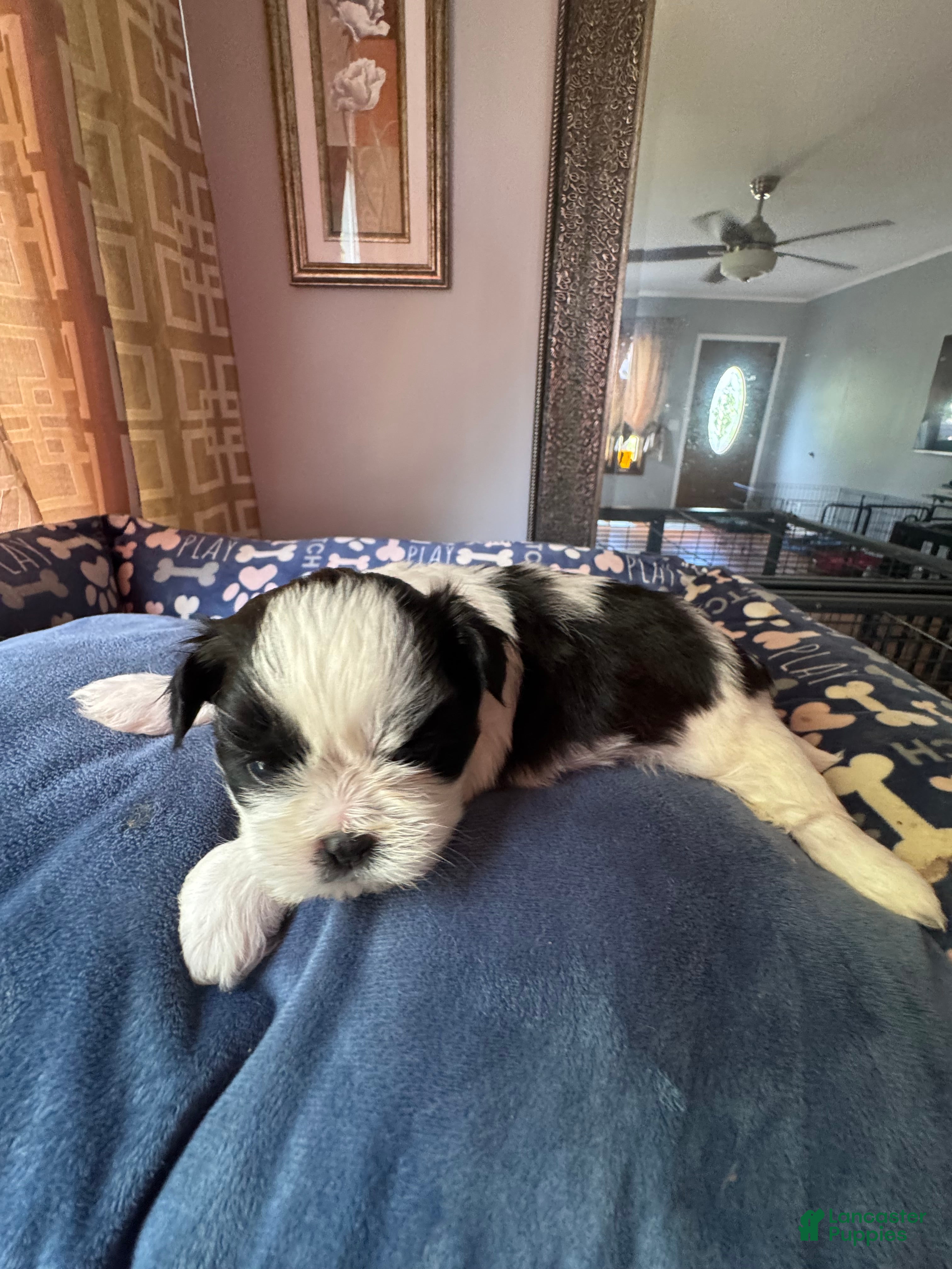 Shih Tzu dogs Shih Tzu 4 - Ad 2