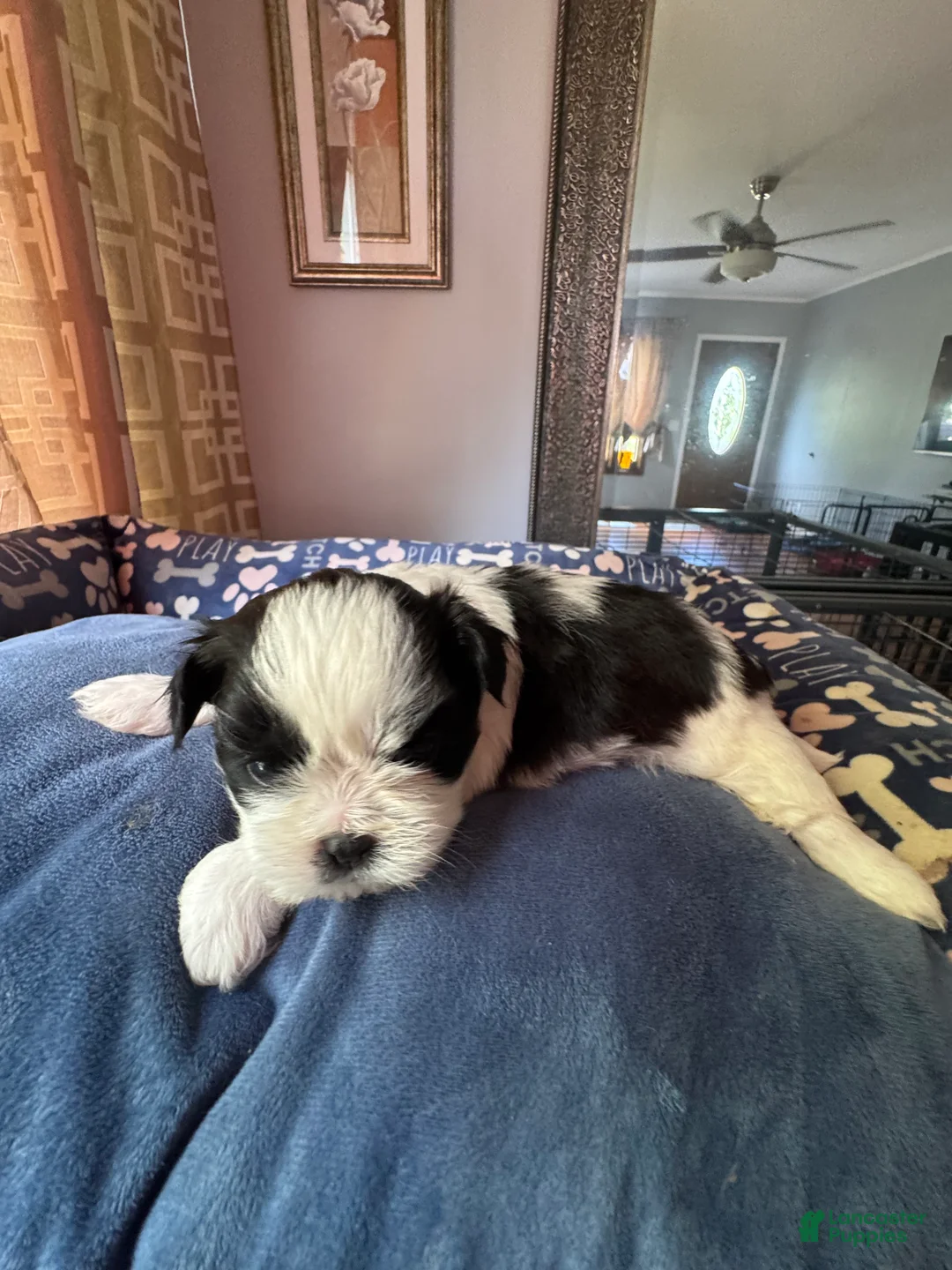 Shih Tzu dogs for sale: Shih Tzu 4 - Ad 2