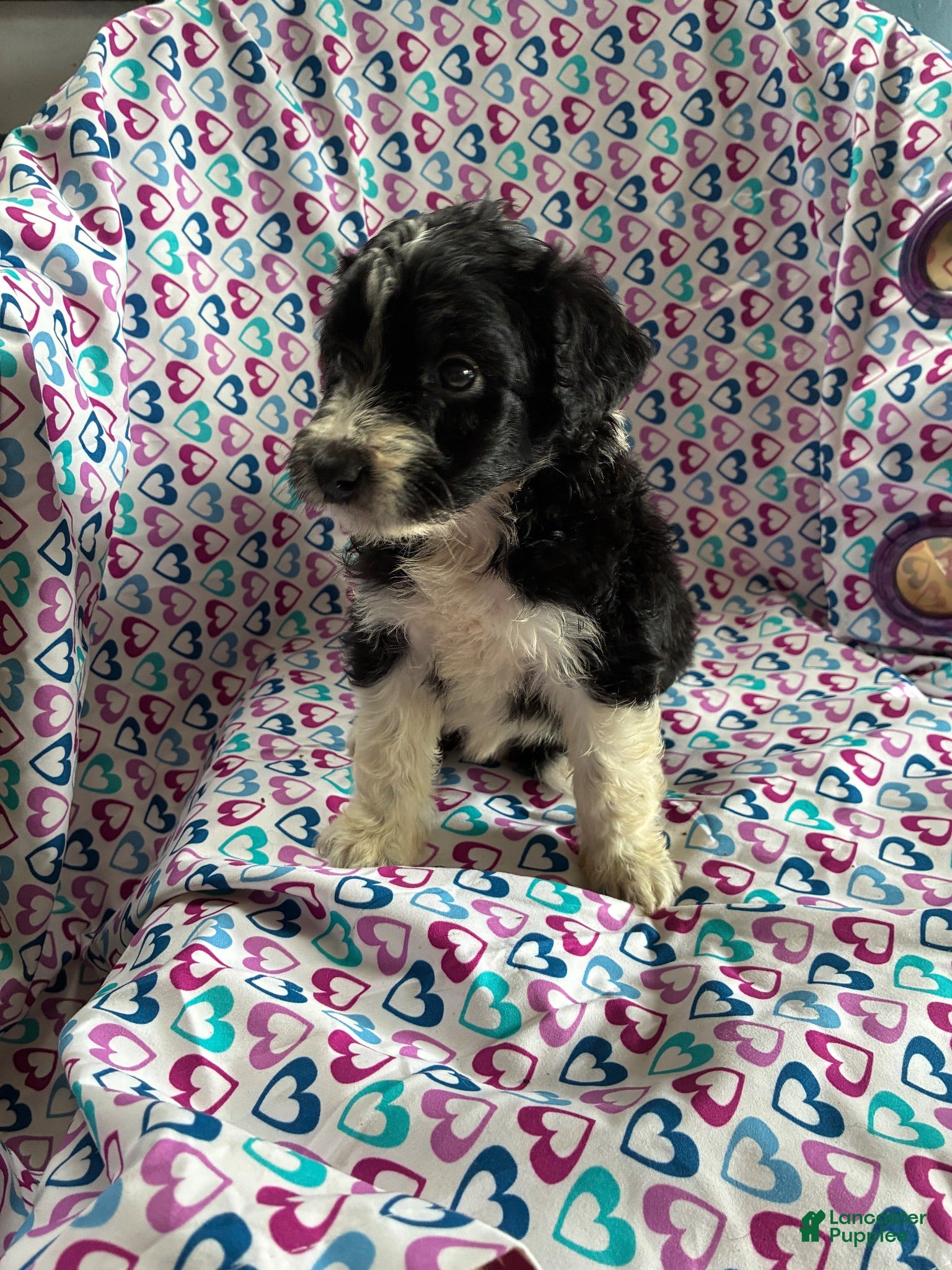 Aussiedoodle dogs Aussiedoodle 2 - Ad 1
