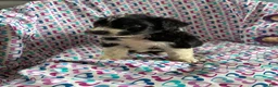 Aussiedoodle dogs for sale: Aussiedoodle 2 - Ad 1
