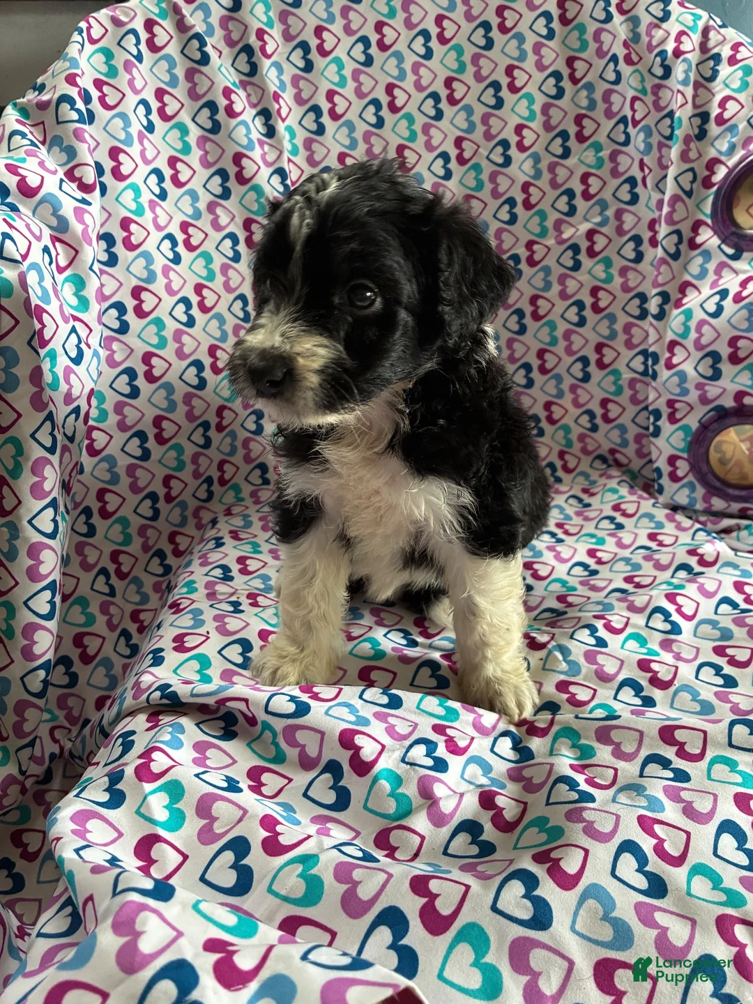 Aussiedoodle dogs for sale: Aussiedoodle 2 - Ad 1