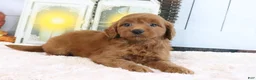 Mini Goldendoodle dogs for sale: Lacy - Ad 2
