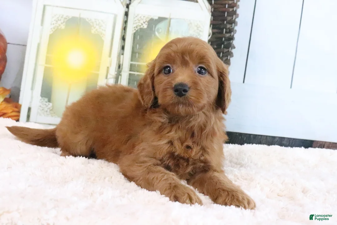 Mini Goldendoodle dogs for sale: Lacy - Ad 2