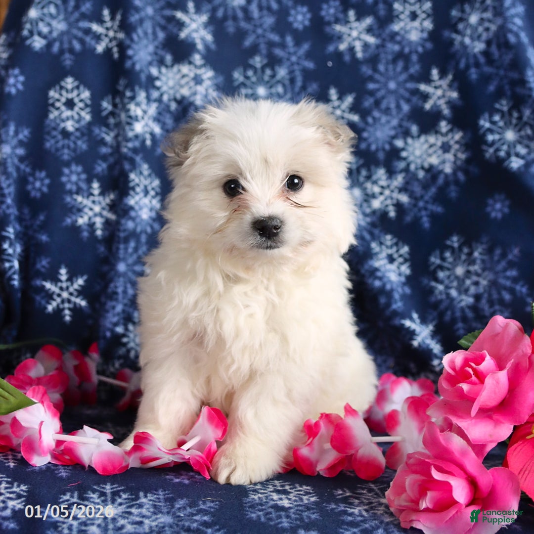 Mixed Breed dogs for sale: Fiona - Ad 3