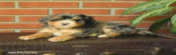 Bernedoodle dogs for sale: Blossom - Ad 2