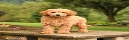 Mini Goldendoodle dogs for sale: Abby - Ad 5