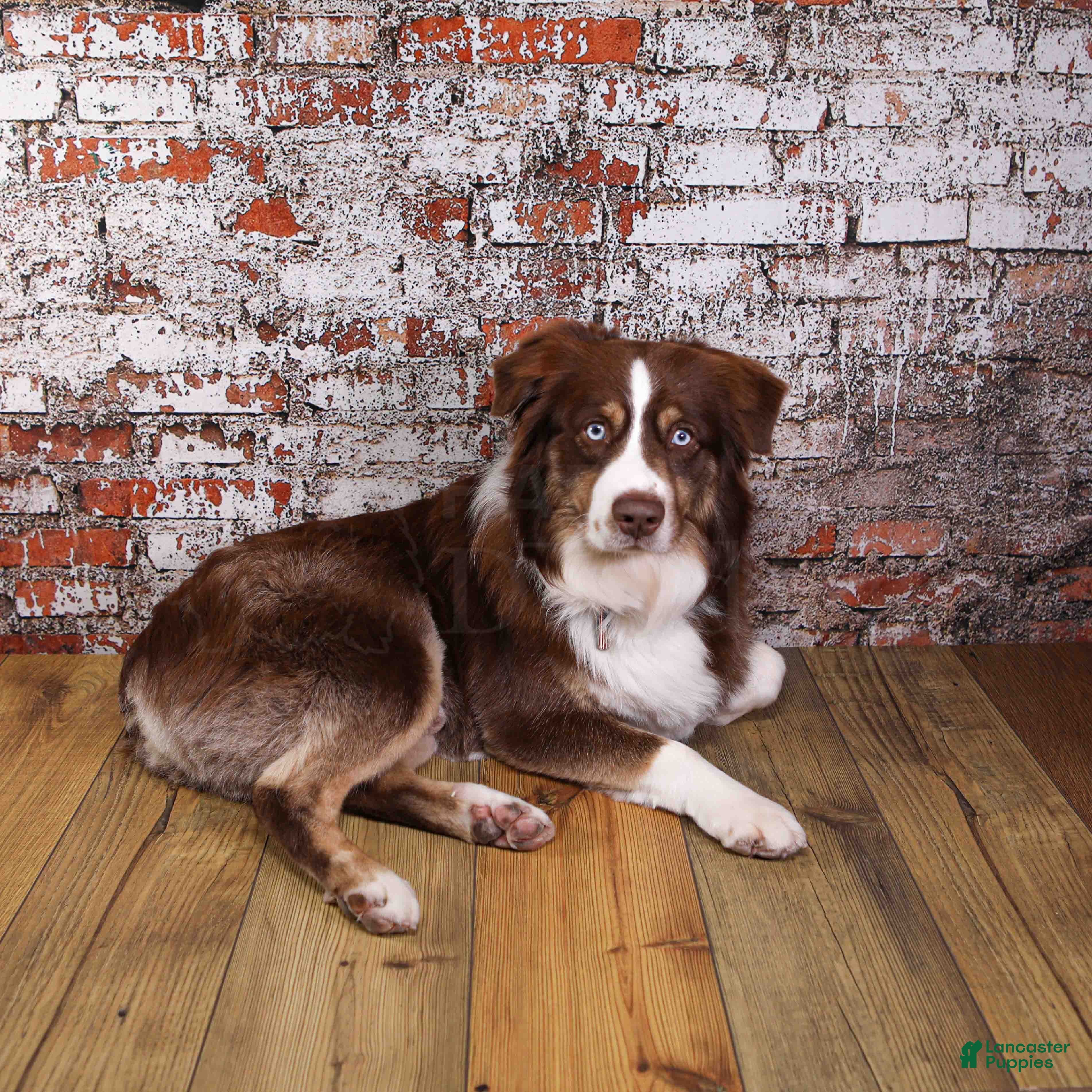 Miniature Australian Shepherd dogs Sanford - Ad 21