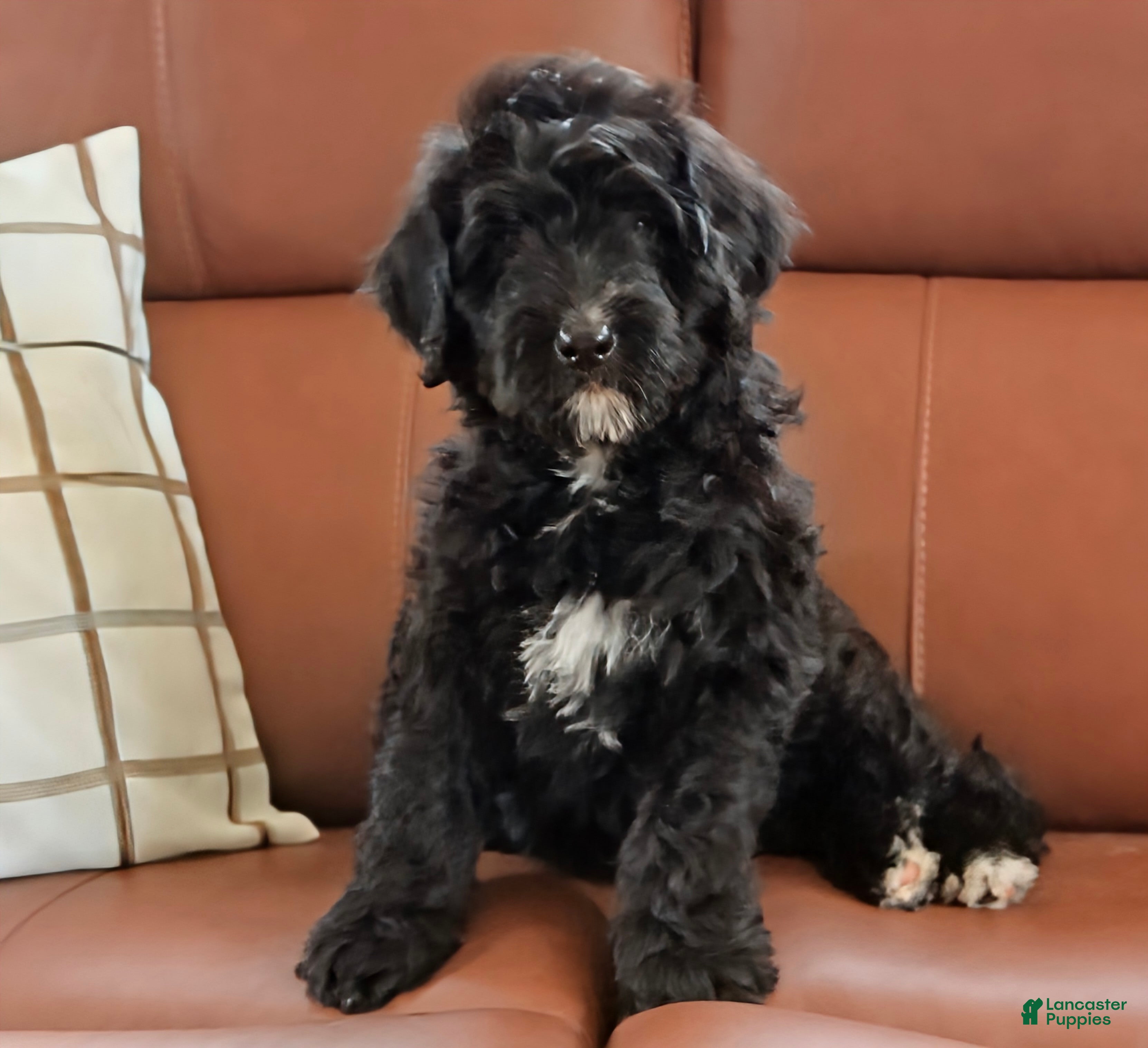 Bernedoodle dogs Smokey  - Ad 1