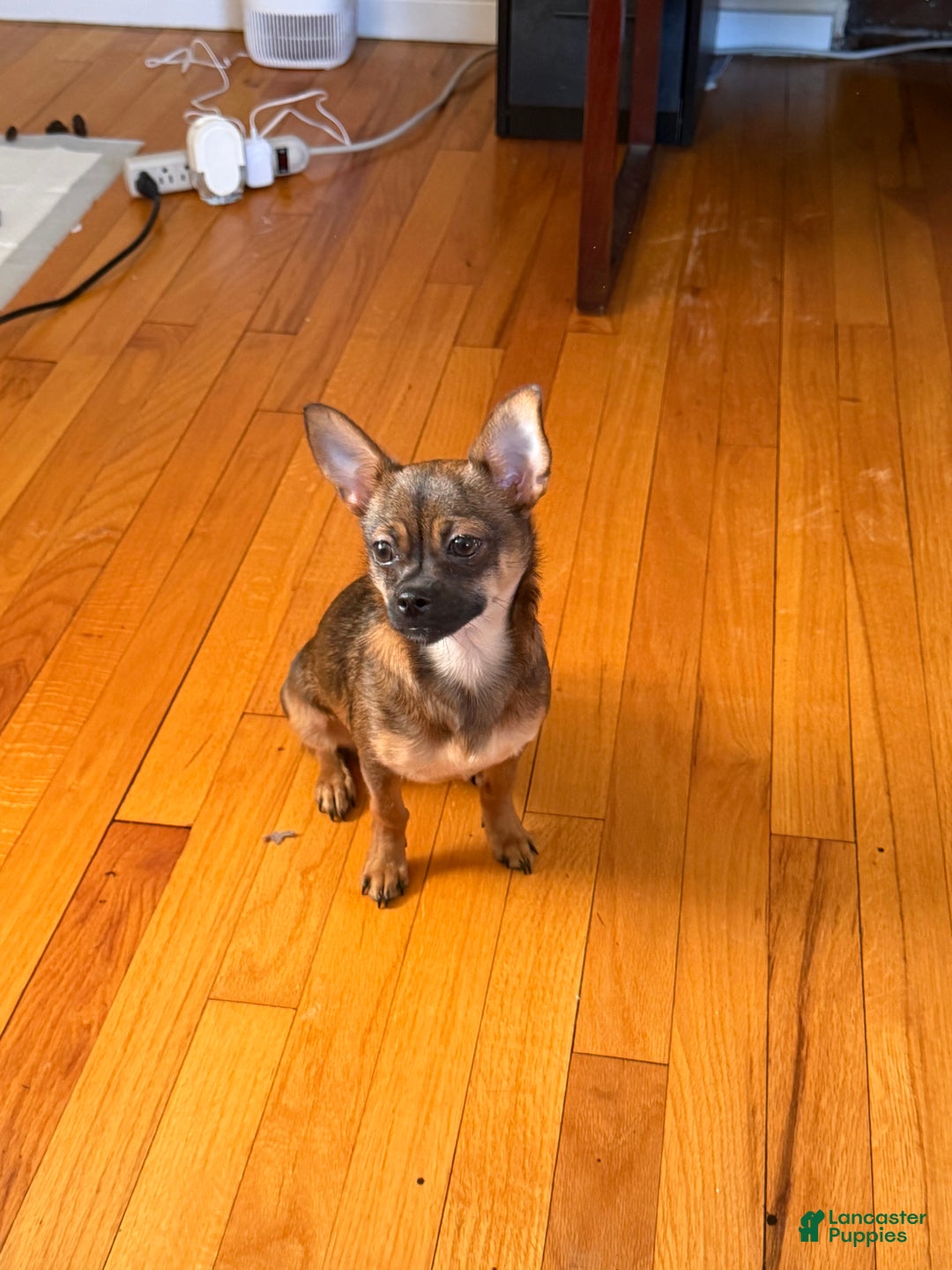 Mixed Breed dogs for sale: Mixed Breed Puppy 1 - Ad 5