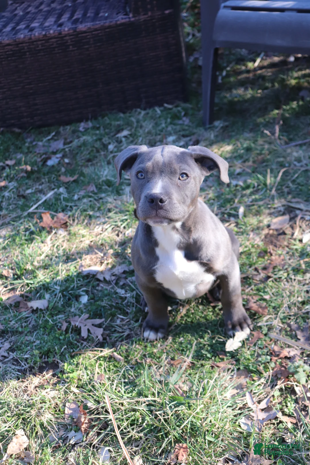 American Bully dogs for sale: Johnathan - Ad 2