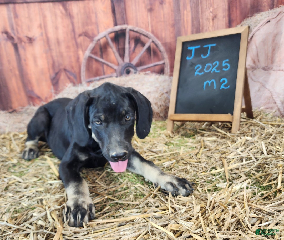 Catahoula Leopard Dog dogs for sale: JJ 2025 Male 2 - Ad 14