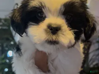 Shih Tzu dogs Shih Tzu Puppy 5 - Ad 11