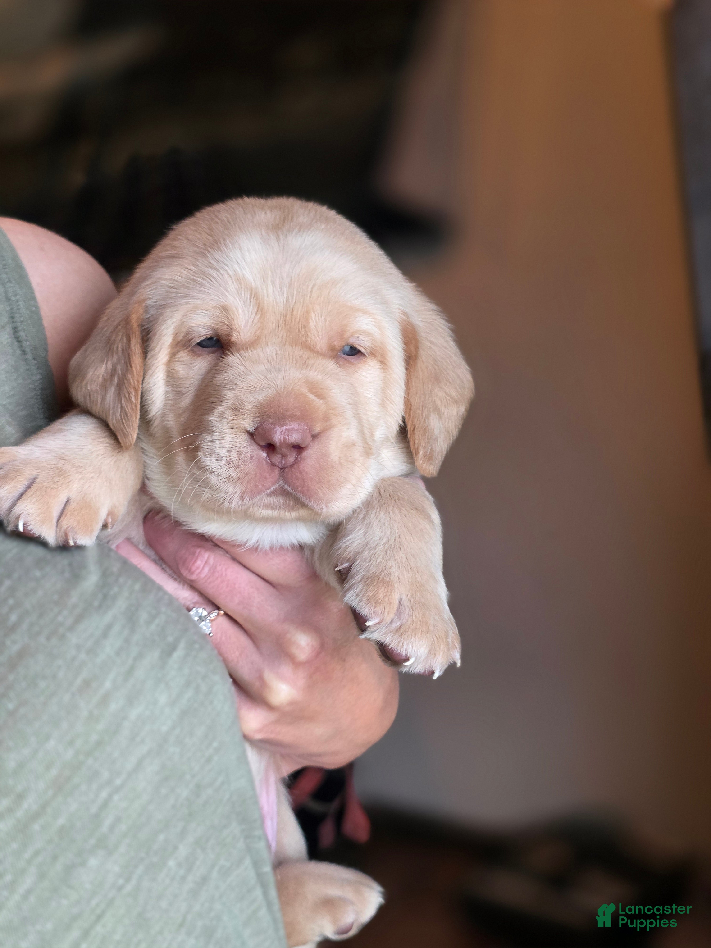 Labrador Retriever dogs Labrador Retriever Puppy 6 - Ad 3