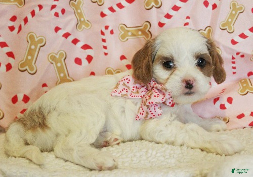 Cavapoo dogs for sale: Peppermint - Ad 3