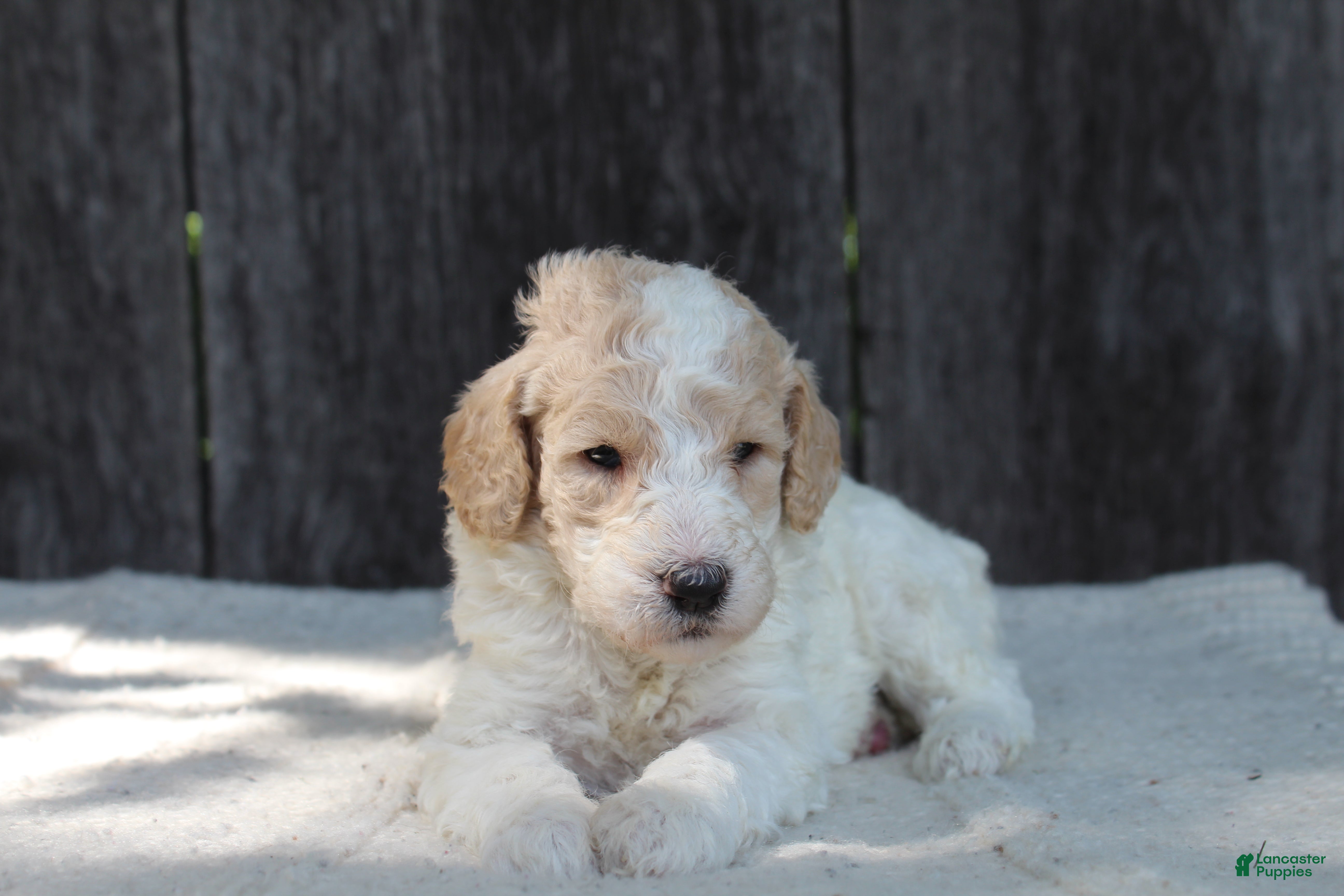 Standard Poodle dogs for sale: Willow AKC standard poodle - Ad 7