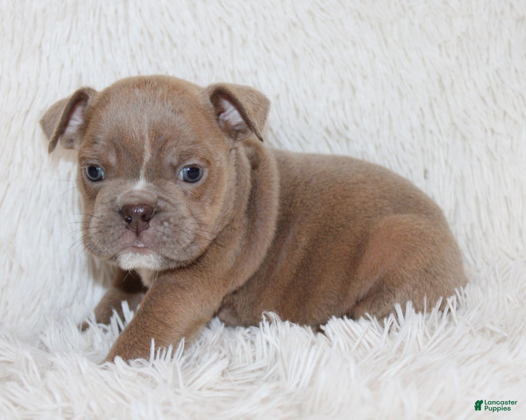 English Bulldog dogs for sale: Poppy - Ad 2