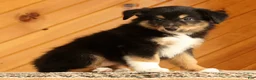 Australian Shepherd dogs for sale: Betty - Ad 4