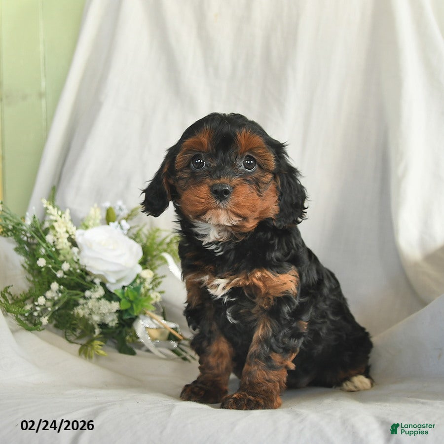 Mixed Breed dogs Candy  - Ad 2