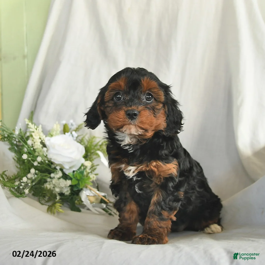 Mixed Breed dogs for sale: Candy  - Ad 2