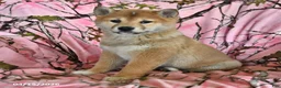 Shiba Inu dogs for sale: Riley Jake - Ad 5