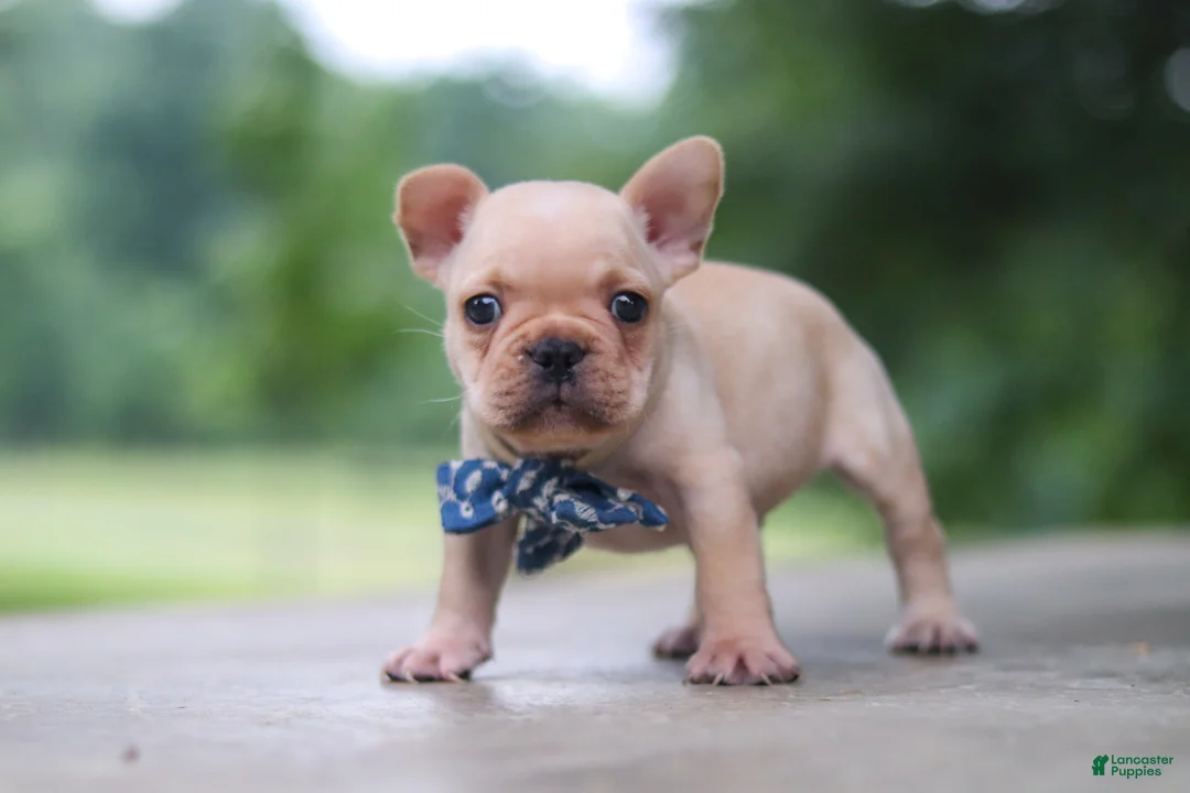 French Bulldog dogs for sale: Cody - Ad 2
