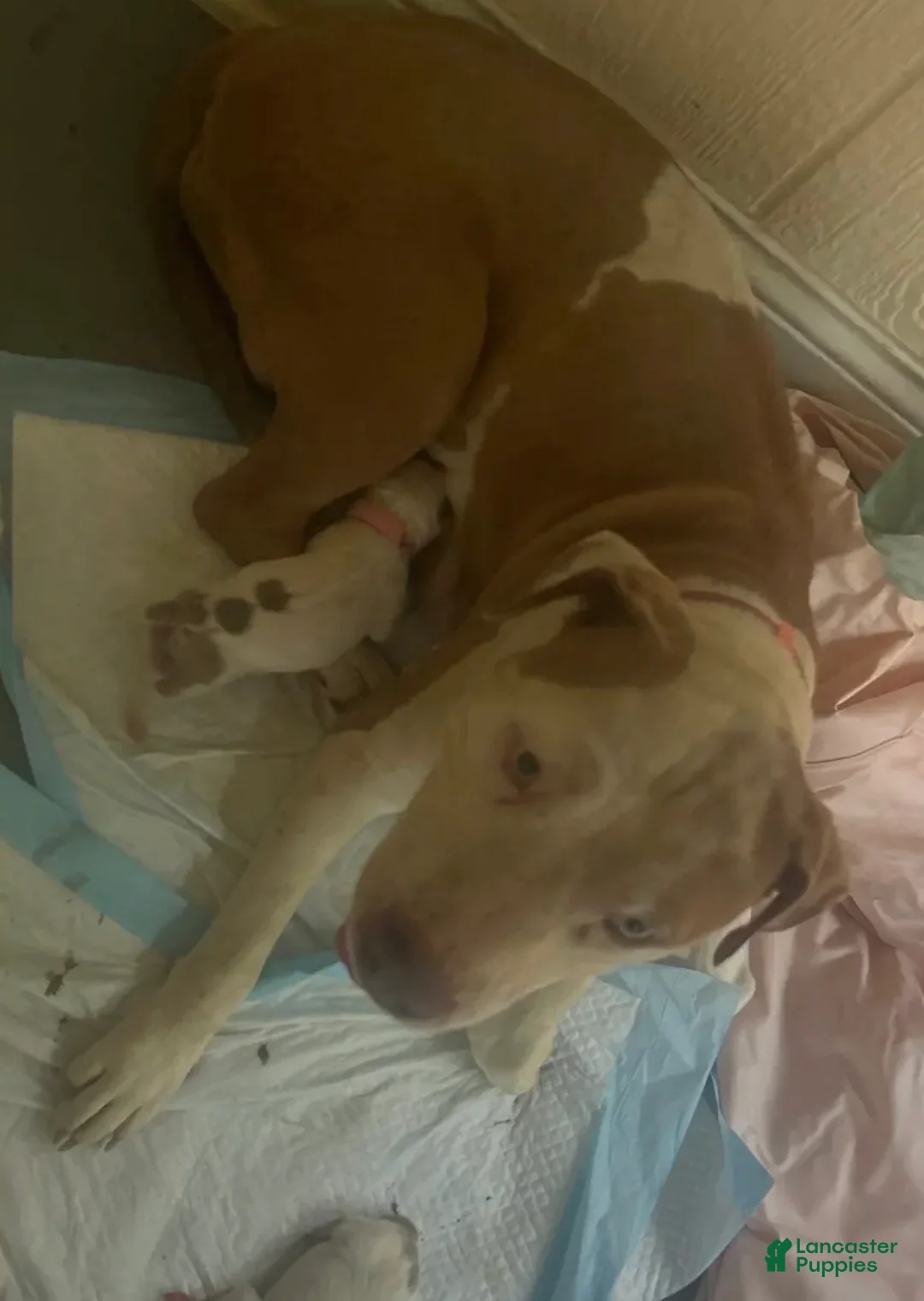 American Pit Bull Terrier dogs for sale: American Pit Bull Terrier 6 - Ad 2