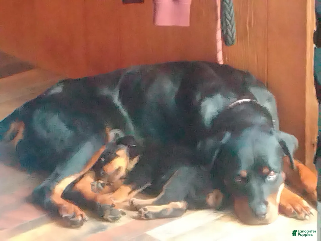 Rottweiler dogs for sale: Rottweiler Puppy 3 - Ad 2