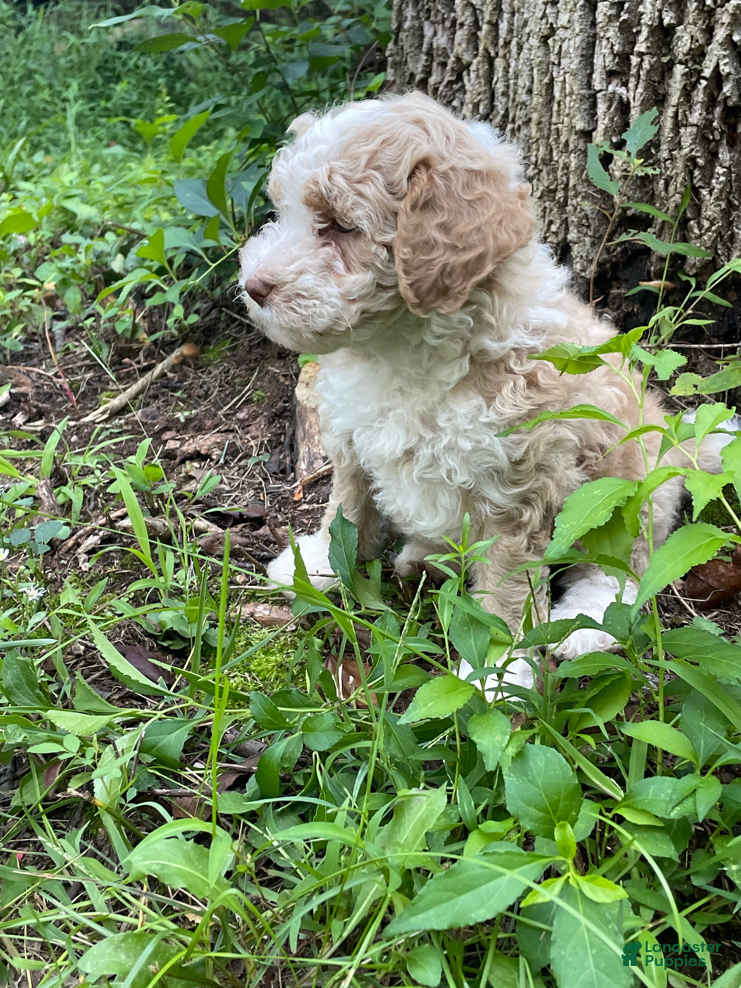 Mini Aussiedoodle dogs Latte  - Ad 1