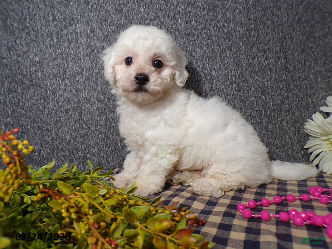 Bichon Frise dogs for sale: Bella - Ad 1