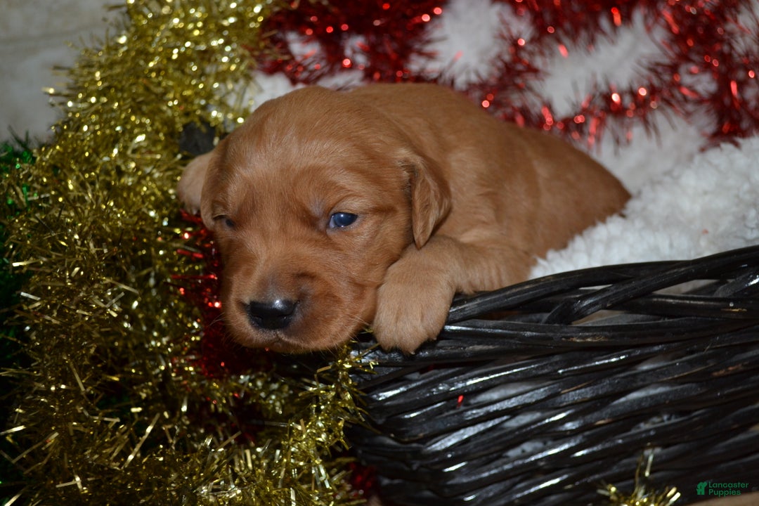 Golden Retriever dogs for sale: Jade - Ad 3