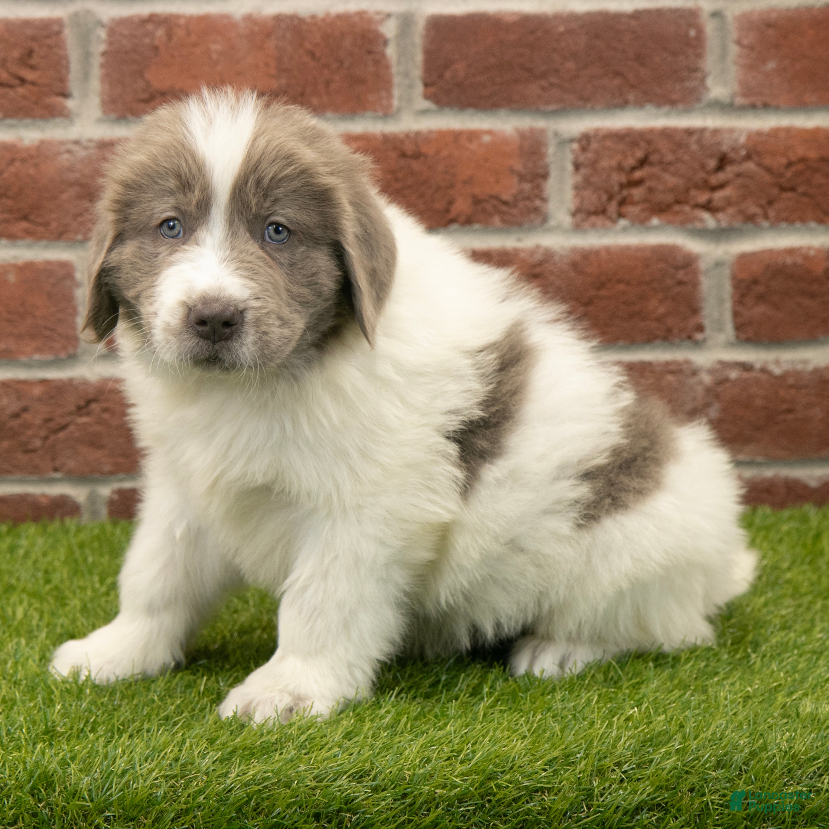 Newfoundland dogs Oakley - Ad 37