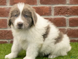 Newfoundland dogs Oakley - Ad 40