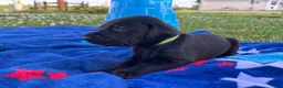 Mixed Breed dogs for sale: Ralph - Ad 7