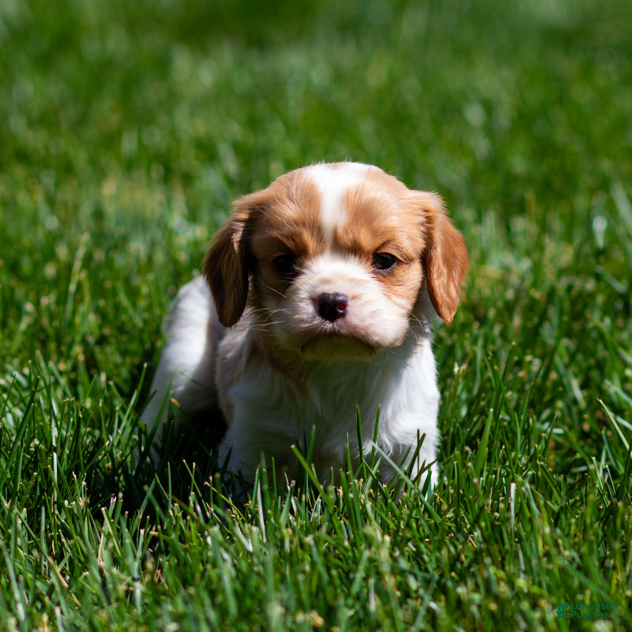 Cavalier King Charles Spaniel dogs Peach Cavalier King Charles Spaniel Puppy  - Ad 1