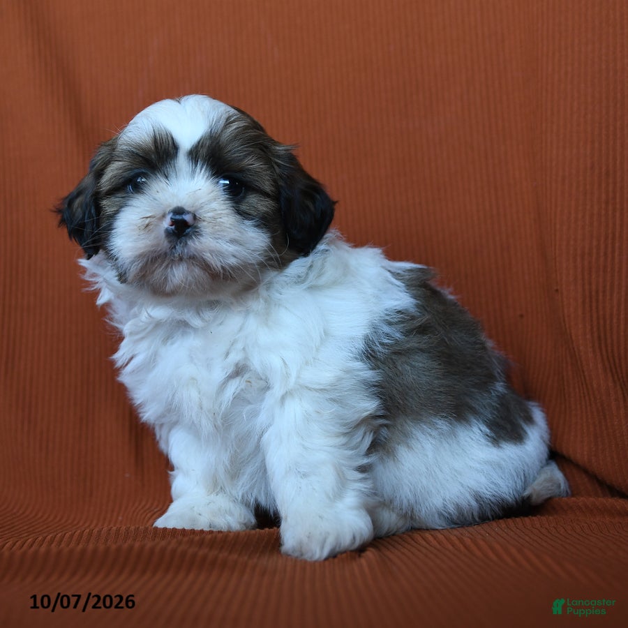 Shih Tzu dogs for sale: Kristoff - Ad 1