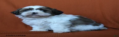 Kristoff