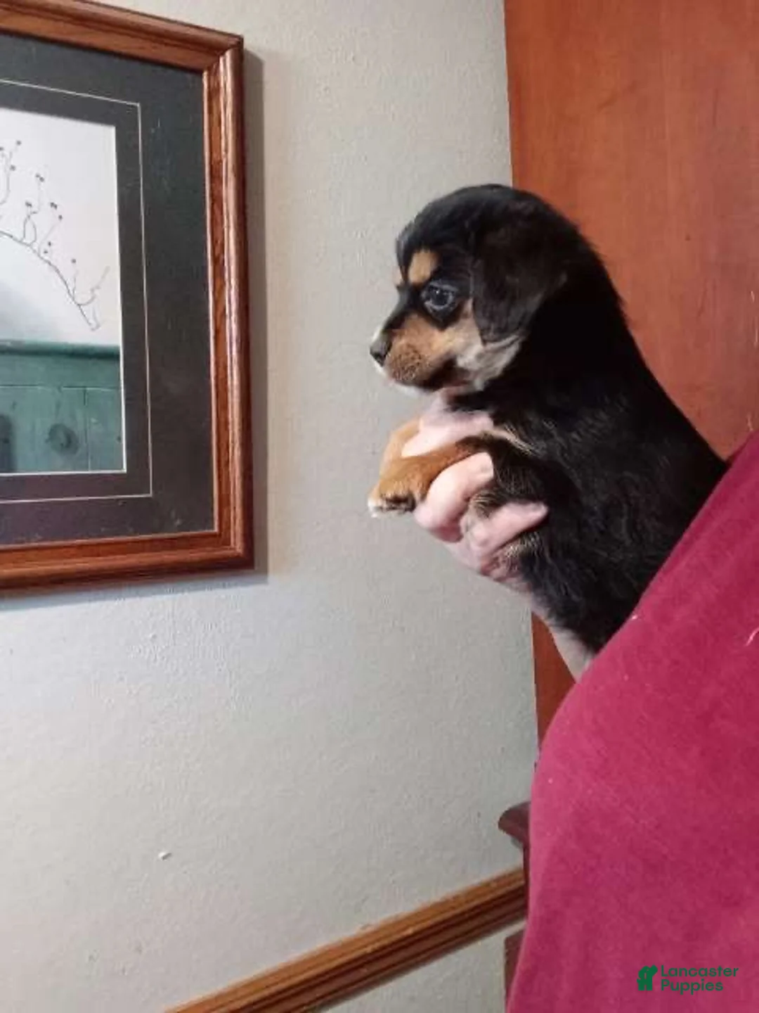 Dorkie dogs for sale: Petite Layla  - Ad 2