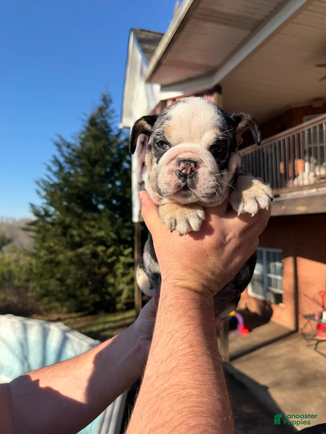 English Bulldog dogs for sale: Bonnie - Ad 9