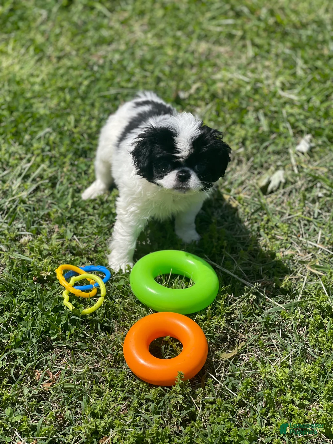 Japanese Chin dogs for sale: Japanese Chin Puppy 11 - Ad 3